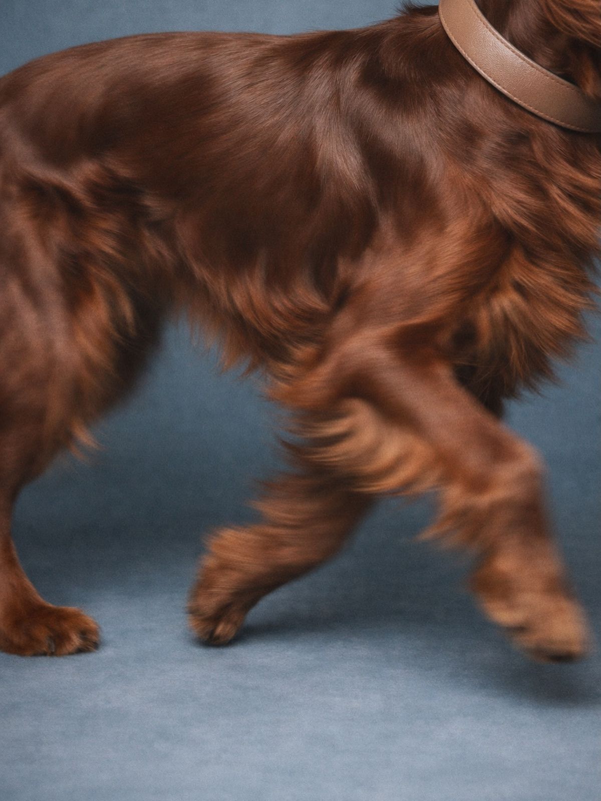 Close detail of a brown dog in motion