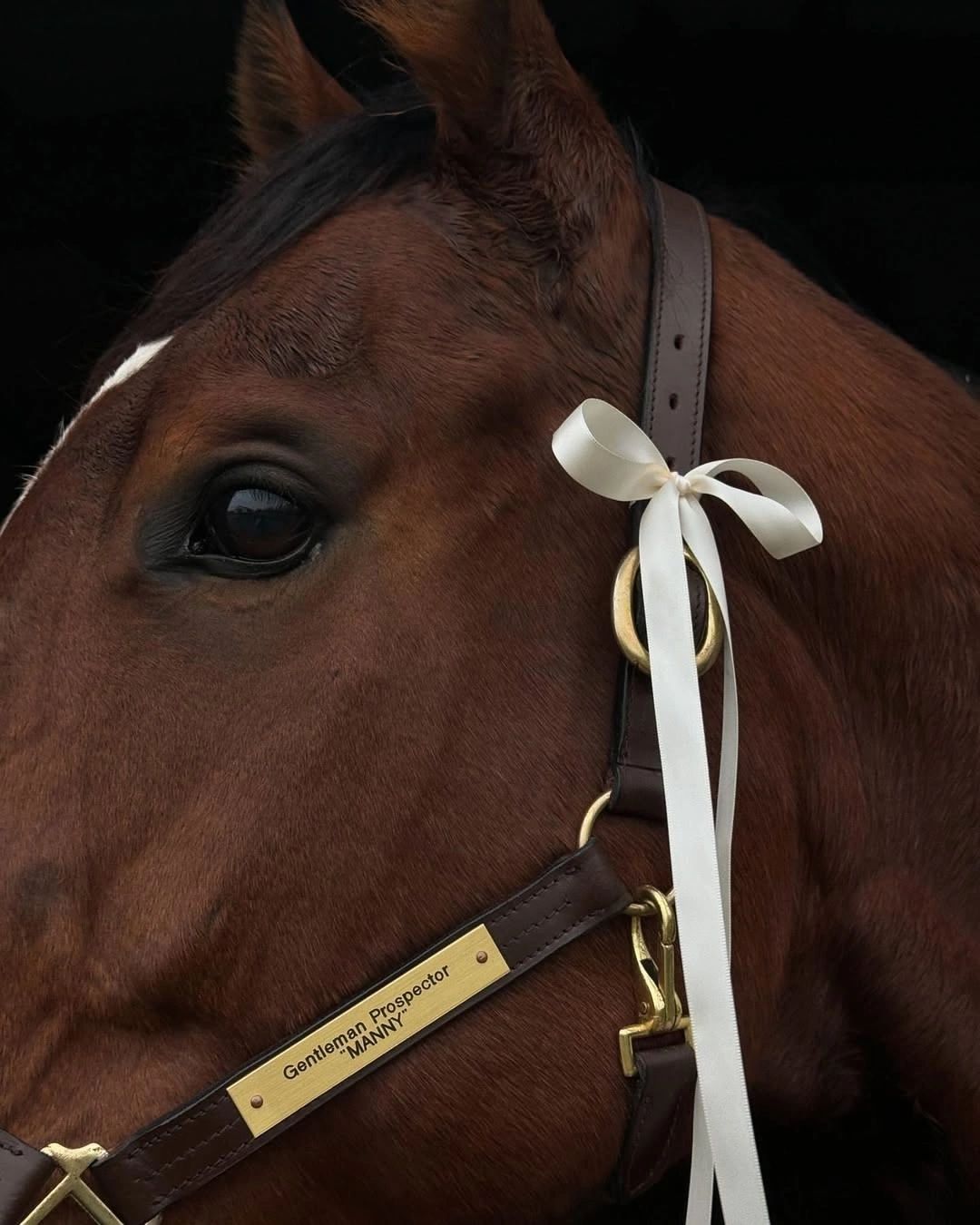 Close portrait of a chestnut horse wearing a white ribbon